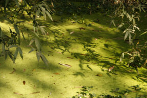 Green algae on a pond in West Bengal