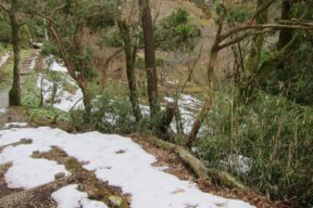 Snowy path through trees