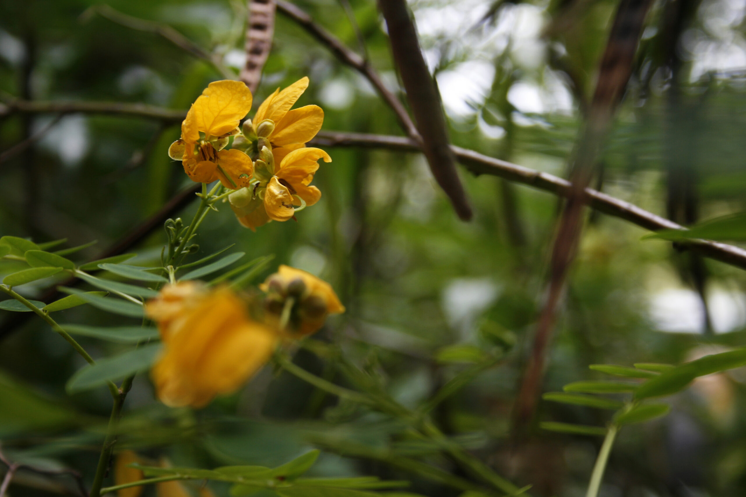 Yellow flower, with petals nibbled, in Adelaide Botanical Gardens
