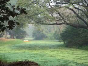 Pond covered in green algae with a yellow boat, Calcutta Botanical Gardens