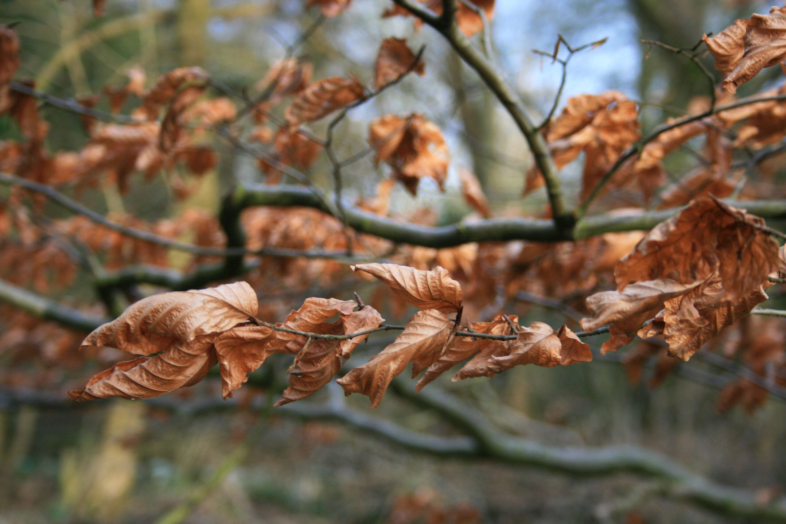 Beech leaves on a branch, blue sky