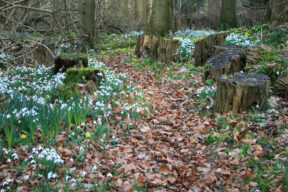 Snowdrops in the woods, growing by tree stumps and fallen leaves, Rougham