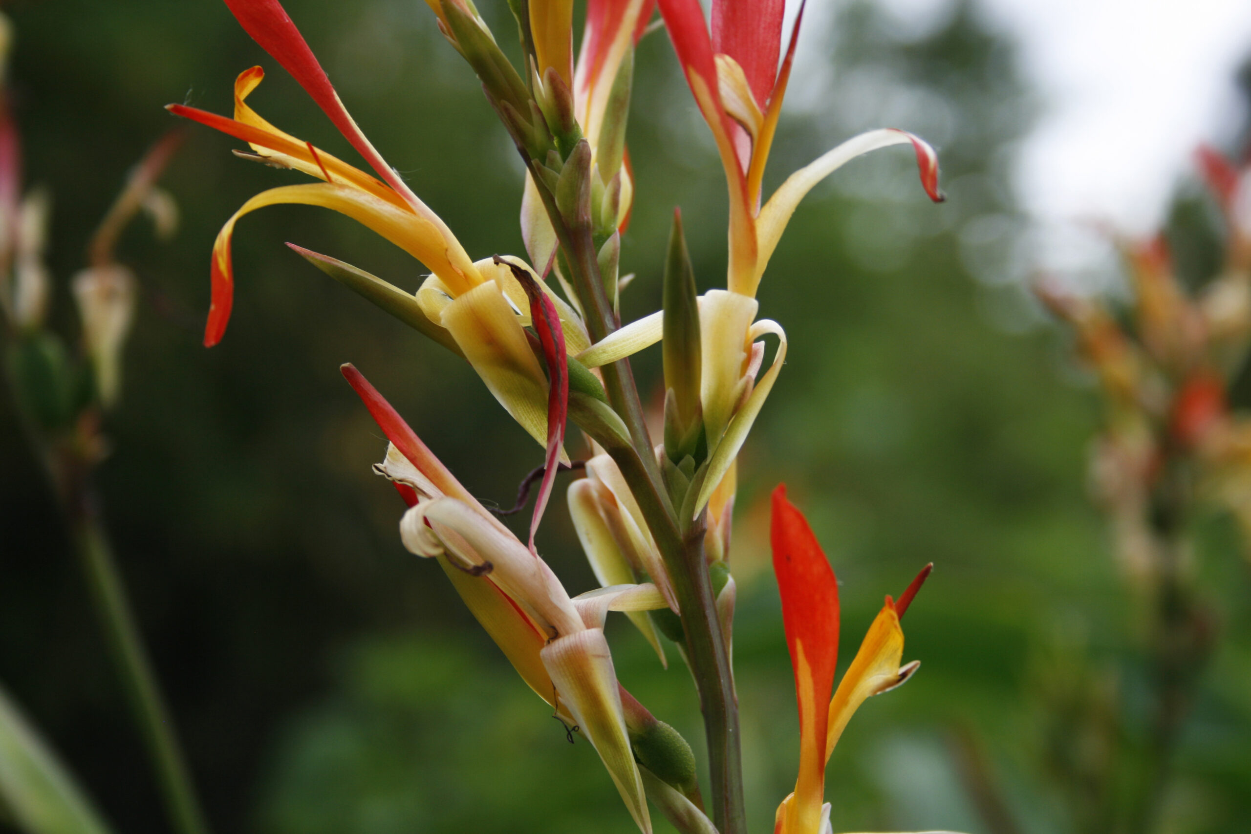 Flame-coloured flowers in the Adelaide Botanical Garden