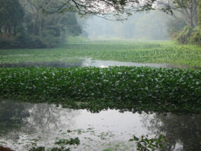 Green leaves on pond in Calcutta Botanical Garden