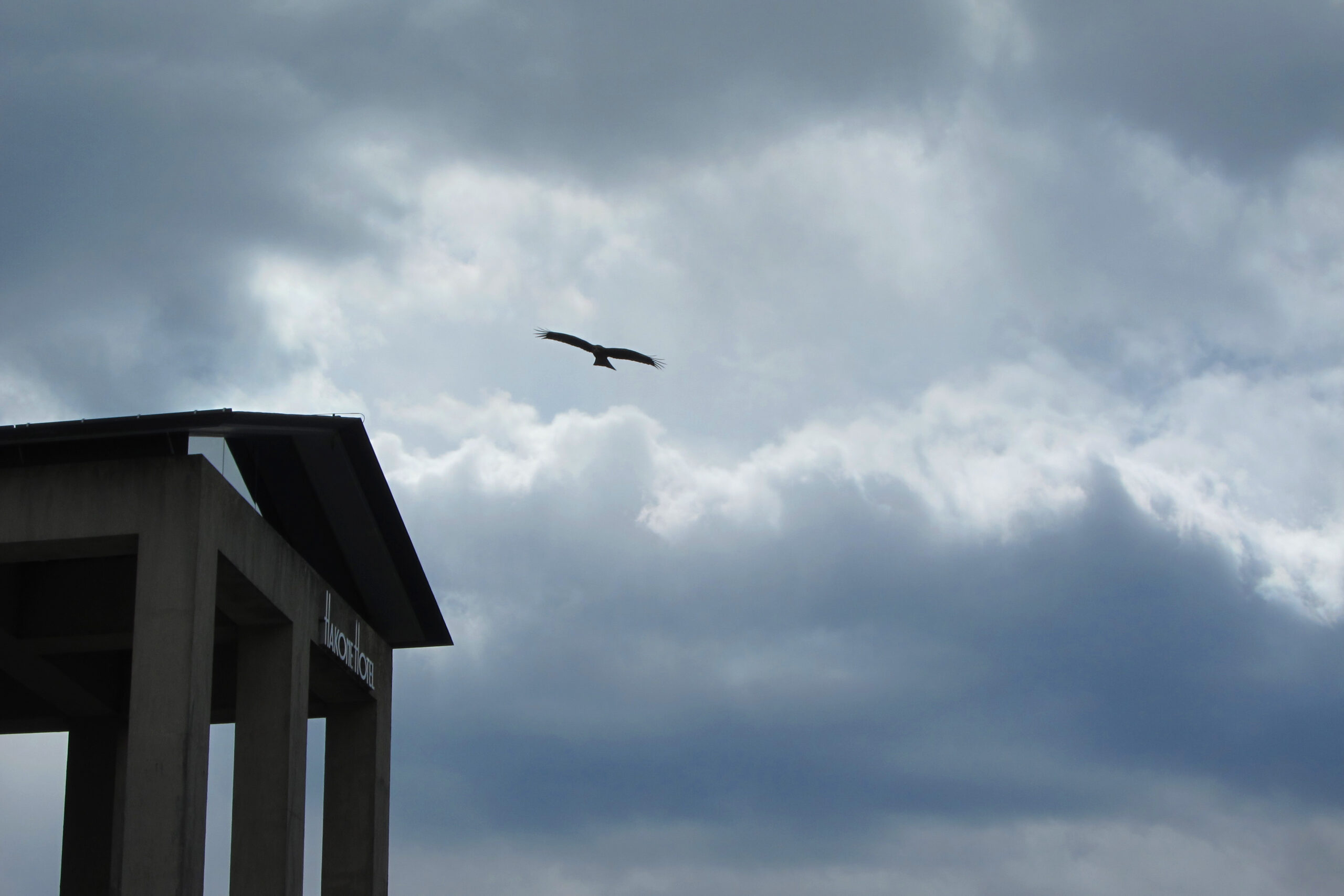 Bird circling overhead, moody clouds