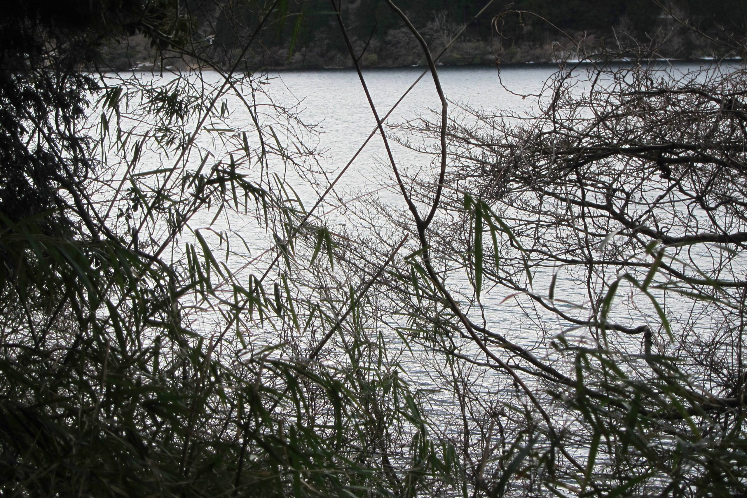 Tangled branches by the lake