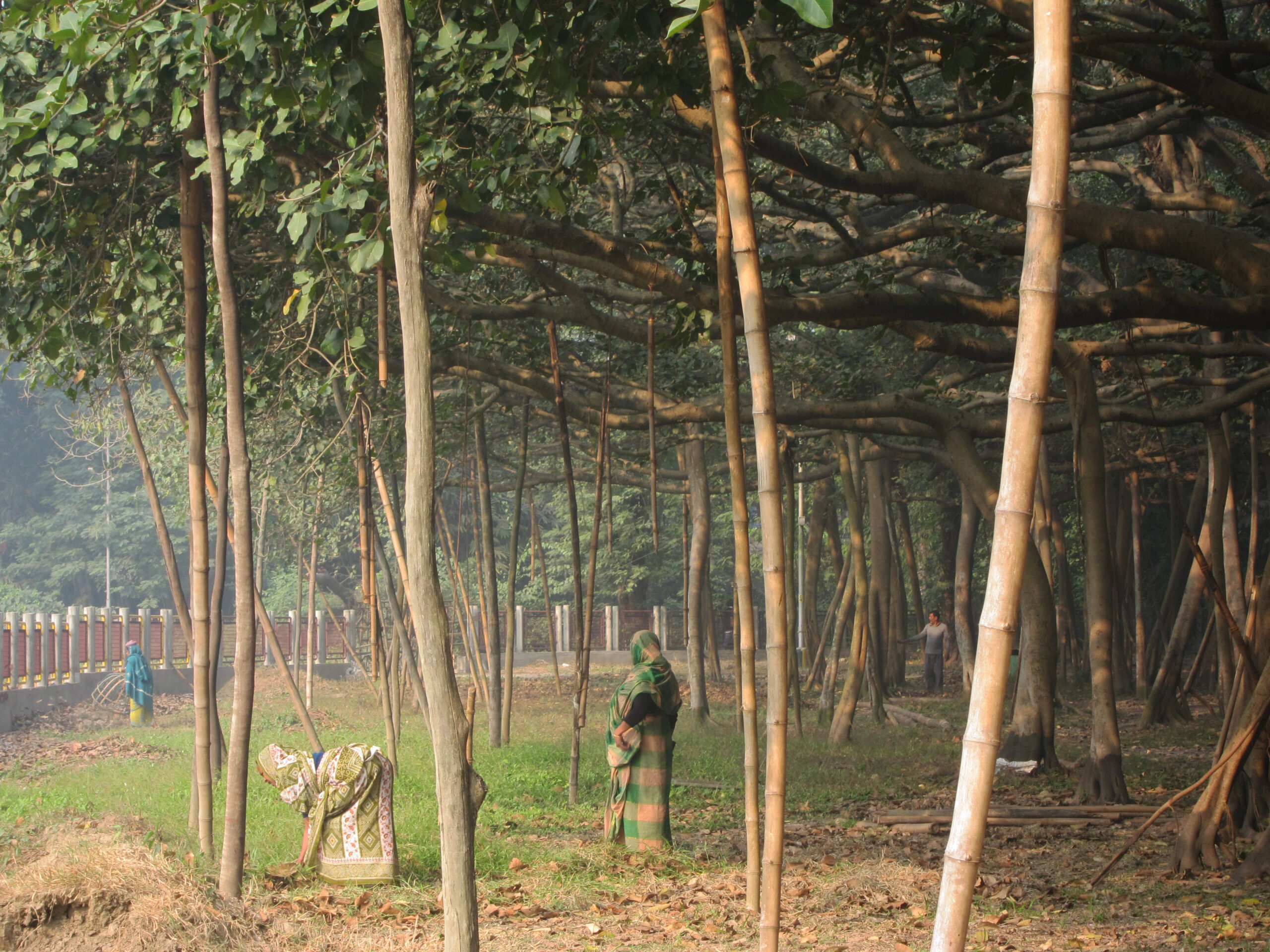Women working under the Great Banyan Tree in Calcutta Botanical Gardens