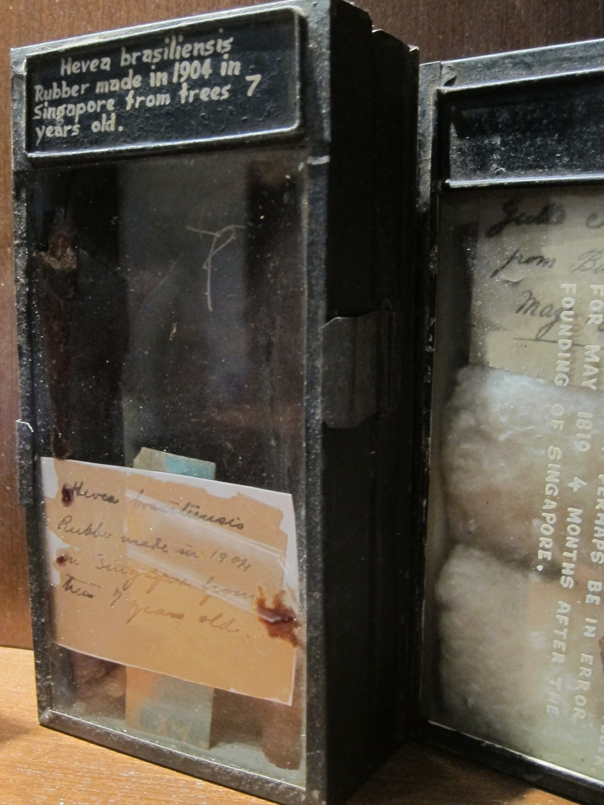 Box showing rubber from 1904, in the Singapore Botanical Garden